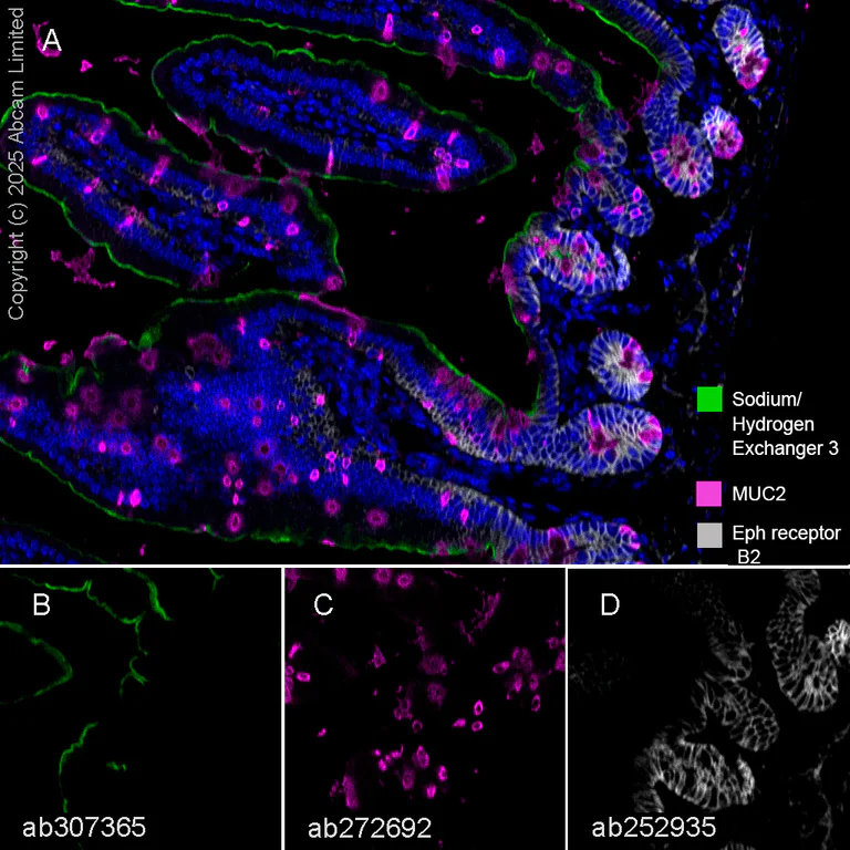Multiplex immunohistochemistry - Anti-MUC2 antibody [EPR23479-47] - BSA and Azide free (AB272706)