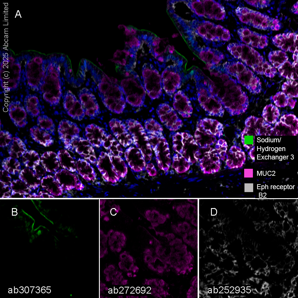 Multiplex immunohistochemistry - Anti-MUC2 antibody [EPR23479-47] - BSA and Azide free (ab272706), expandable thumbnail