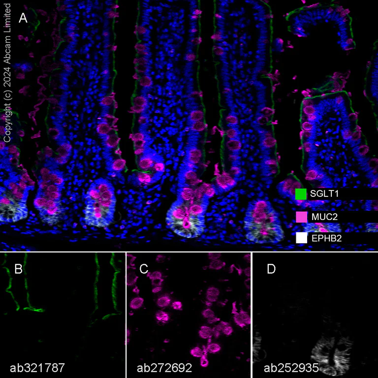 Multiplex immunohistochemistry - Anti-MUC2 antibody [EPR23479-47] - BSA and Azide free (AB272706)