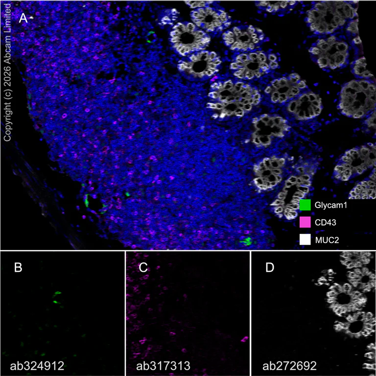 Multiplex immunohistochemistry - Anti-MUC2 antibody [EPR23479-47] - BSA and Azide free (AB272706)