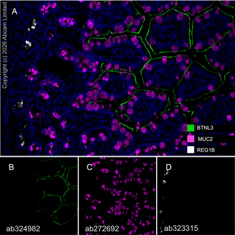 Multiplex immunohistochemistry - Anti-MUC2 antibody [EPR23479-47] - BSA and Azide free (AB272706)