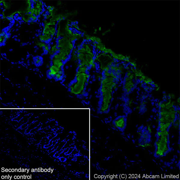 Immunohistochemistry (Frozen sections) - Anti-MUC2 antibody [EPR23479-88] - BSA and Azide free (Capture) (AB281261)