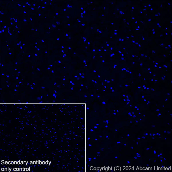 Immunohistochemistry (Frozen sections) - Anti-MUC2 antibody [EPR23479-88] - BSA and Azide free (Capture) (AB281261)