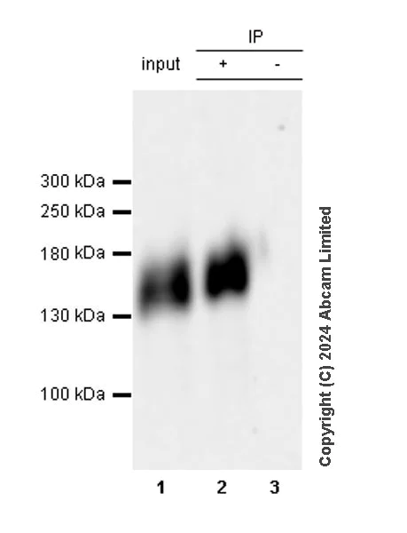 Immunoprecipitation - Anti-MUC2 antibody [EPR23479-88] - BSA and Azide free (Capture) (AB281261)