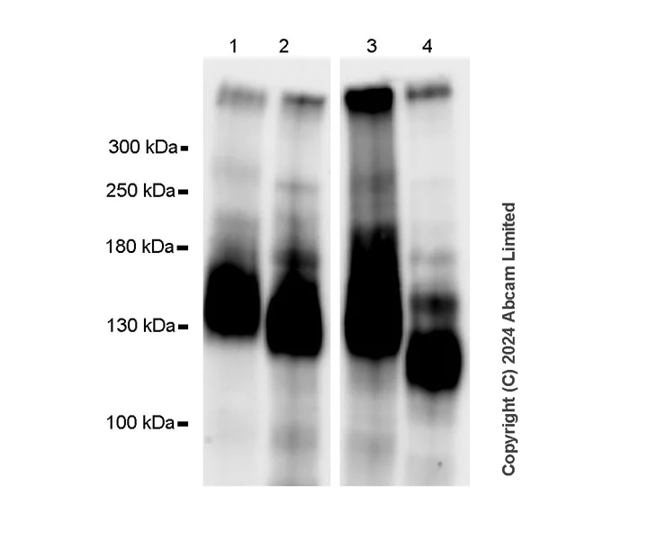 Western blot - Anti-MUC2 antibody [EPR23479-88] - BSA and Azide free (Capture) (AB281261)