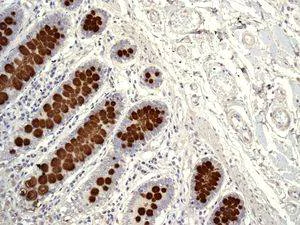Immunohistochemistry (Formalin/PFA-fixed paraffin-embedded sections) - Anti-MUC2 antibody [EPR6144] (AB133555)