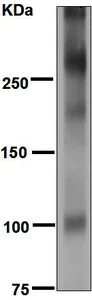 Western blot - Anti-MUC2 antibody [EPR6144] (AB133555)