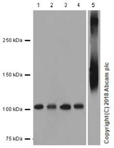 Western blot - Anti-MUC2 antibody [EPR6145] (AB134119)
