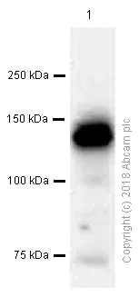 Western blot - Anti-MUC2 antibody [EPR6145] (AB134119)