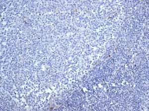 Immunohistochemistry (Formalin/PFA-fixed paraffin-embedded sections) - Anti-MUC2 antibody [EPR6145] - Low endotoxin, Azide free (AB177278)