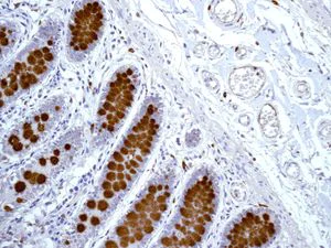 Immunohistochemistry (Formalin/PFA-fixed paraffin-embedded sections) - Anti-MUC2 antibody [EPR6145] - Low endotoxin, Azide free (AB177278)