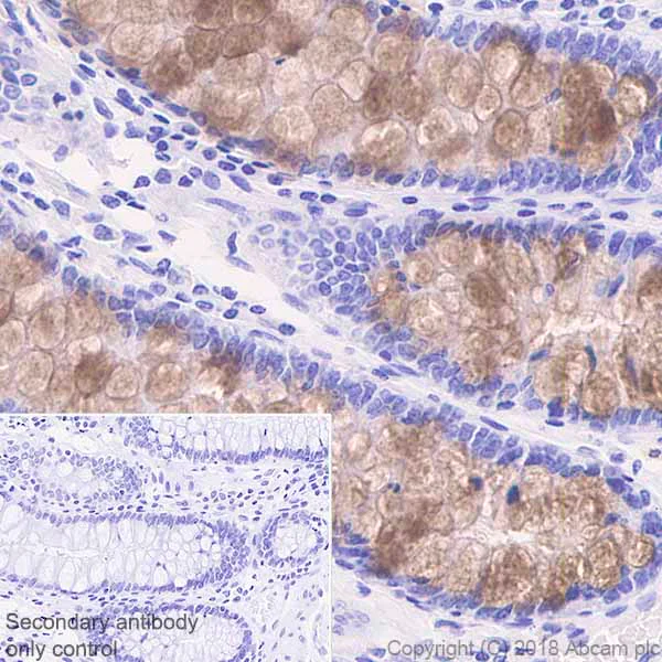 Immunohistochemistry (Formalin/PFA-fixed paraffin-embedded sections) - Anti-MUC2 antibody [EPR6145] - Low endotoxin, Azide free (AB177278)