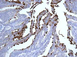 Immunohistochemistry (Formalin/PFA-fixed paraffin-embedded sections) - Anti-MUC2 antibody [EPR6145] - Low endotoxin, Azide free (AB177278)