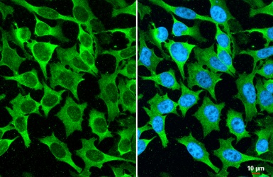 Immunocytochemistry/ Immunofluorescence - Anti-MUC2 antibody [HL1724] (AB308191), expandable thumbnail