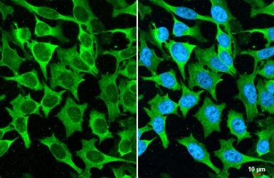 Immunocytochemistry/ Immunofluorescence - Anti-MUC2 antibody [HL1724] (AB308191)