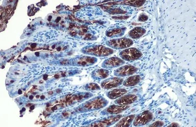 Immunohistochemistry paraffin embedded sections - Anti-MUC2 antibody [HL1724] (AB308191), expandable thumbnail