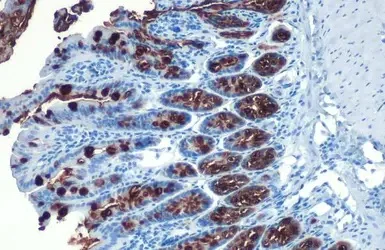 Immunohistochemistry paraffin embedded sections - Anti-MUC2 antibody [HL1724] (AB308191)