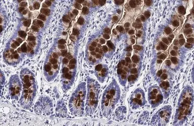 Immunohistochemistry paraffin embedded sections - Anti-MUC2 antibody [HL1724] (AB308191)