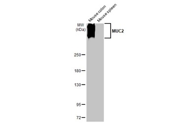 Western blot - Anti-MUC2 antibody [HL1724] (AB308191), expandable thumbnail