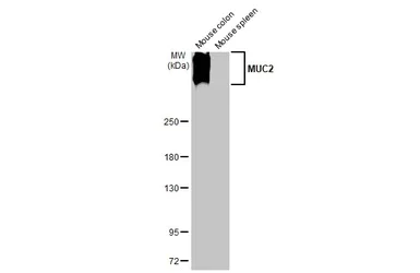 Western blot - Anti-MUC2 antibody [HL1724] (AB308191)