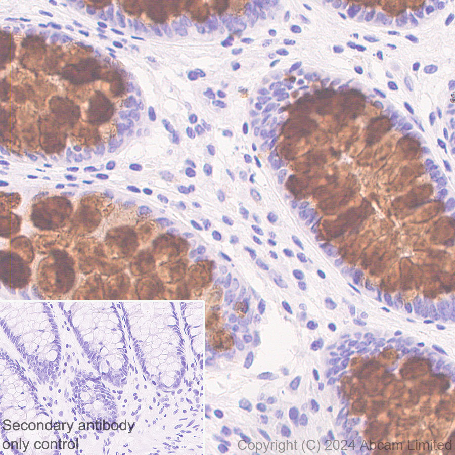 Immunohistochemistry (Formalin/PFA-fixed paraffin-embedded sections) - Anti-MUC2 antibody [RM1281] (ab322964), expandable thumbnail