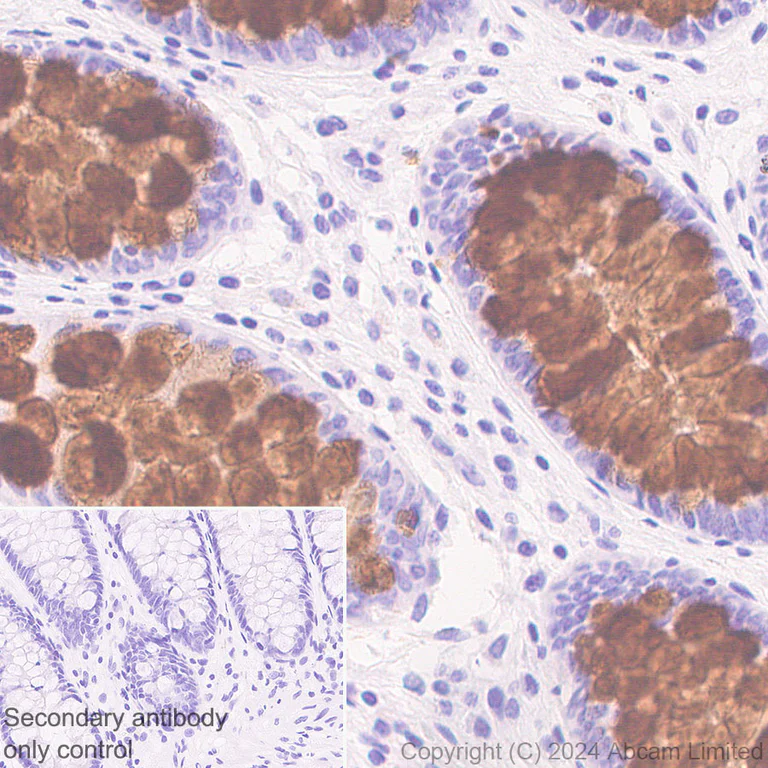Immunohistochemistry (Formalin/PFA-fixed paraffin-embedded sections) - Anti-MUC2 antibody [RM1281] (AB322964)
