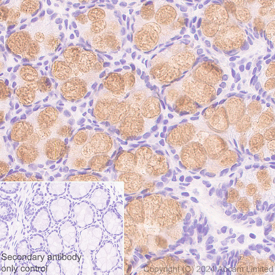 Immunohistochemistry (Formalin/PFA-fixed paraffin-embedded sections) - Anti-MUC2 antibody [RM1281] (ab322964), expandable thumbnail
