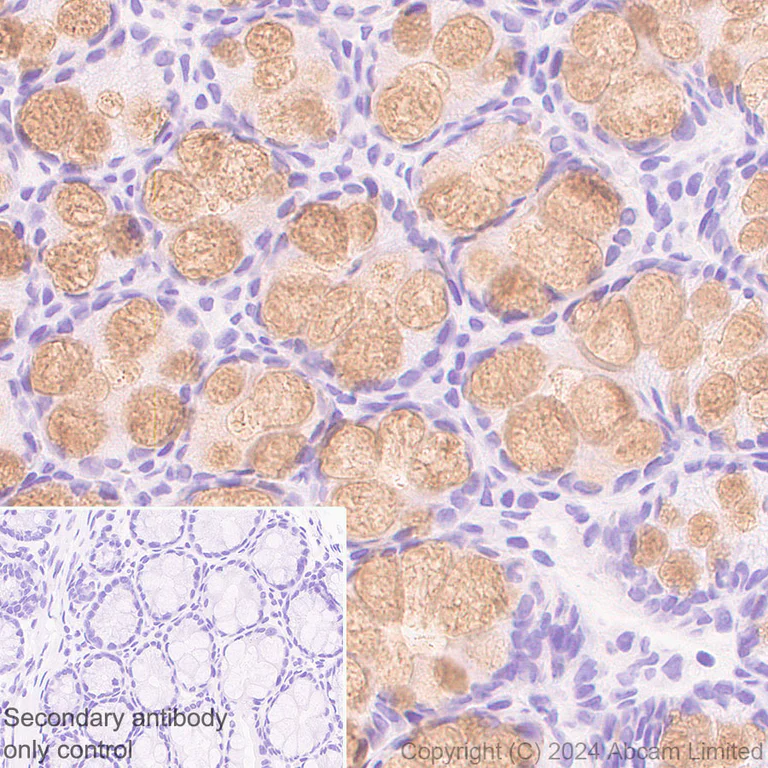 Immunohistochemistry (Formalin/PFA-fixed paraffin-embedded sections) - Anti-MUC2 antibody [RM1281] (AB322964)