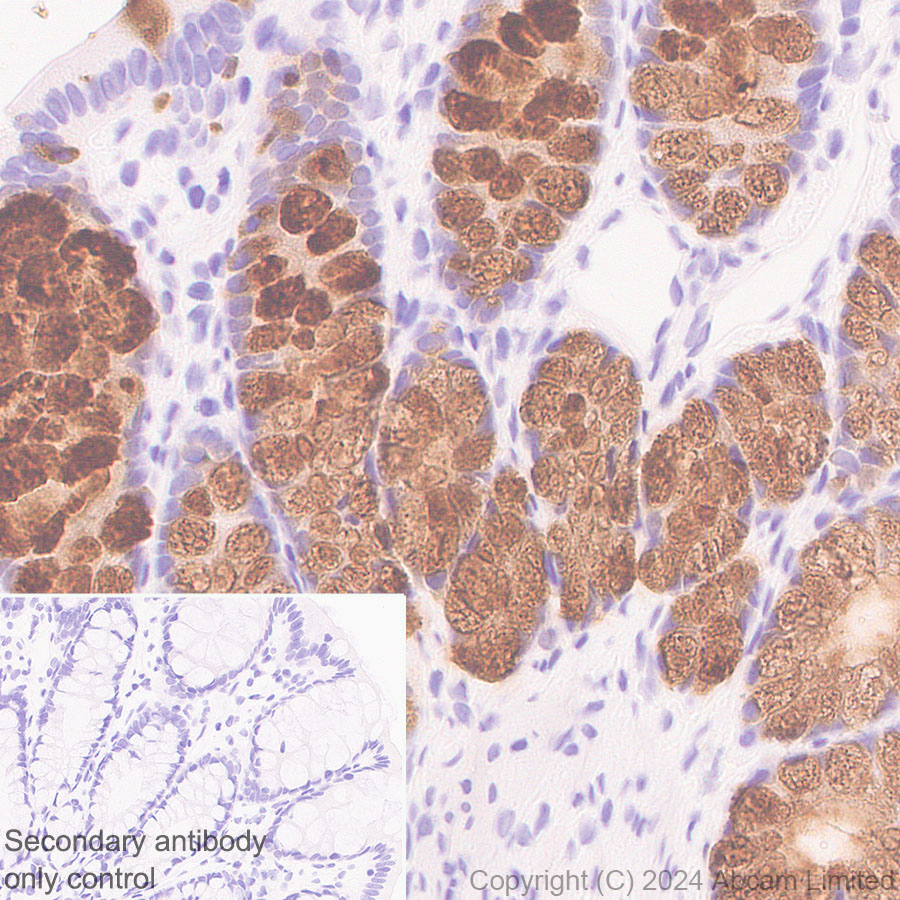 Immunohistochemistry (Formalin/PFA-fixed paraffin-embedded sections) - Anti-MUC2 antibody [RM1281] (ab322964), expandable thumbnail