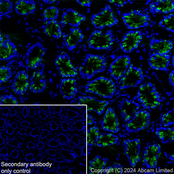 Immunohistochemistry (Frozen sections) - Anti-MUC2 antibody [RM1281] (AB322964), expandable thumbnail