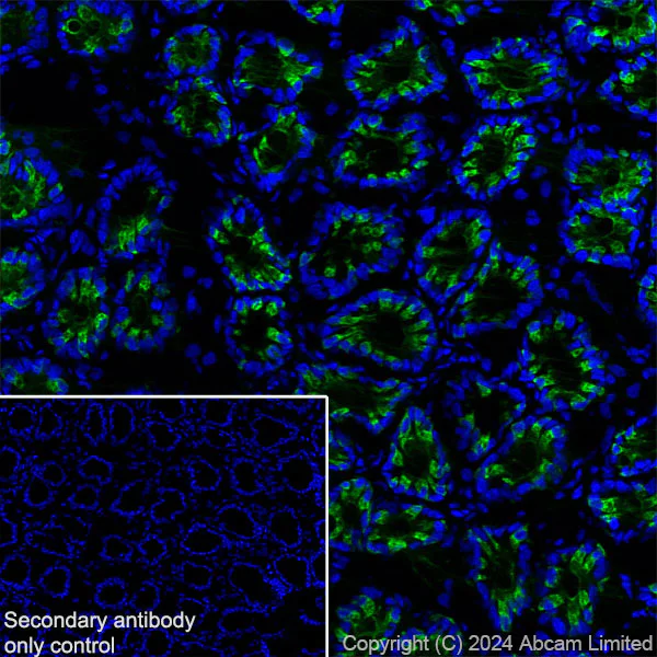 Immunohistochemistry (Frozen sections) - Anti-MUC2 antibody [RM1281] (AB322964)