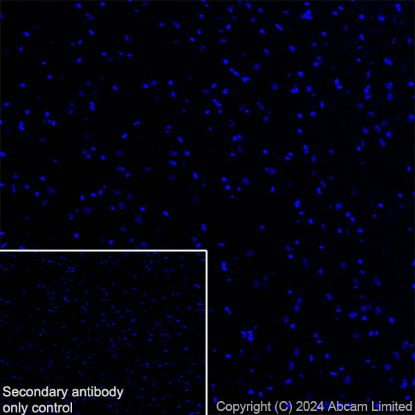 Immunohistochemistry (Frozen sections) - Anti-MUC2 antibody [RM1281] (AB322964), expandable thumbnail