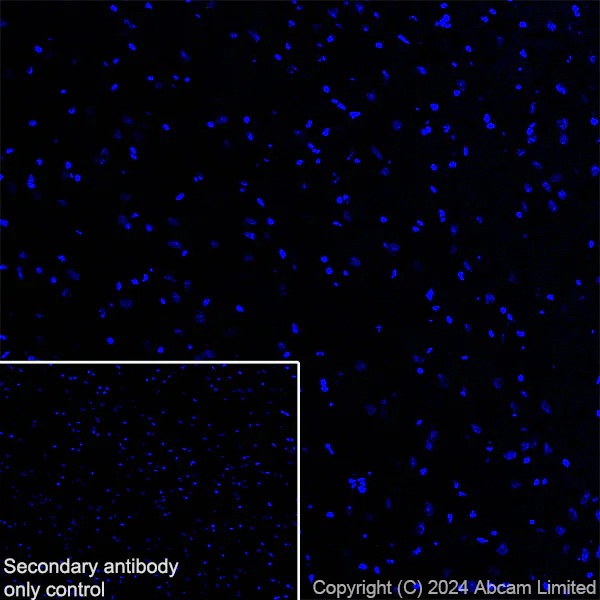 Immunohistochemistry (Frozen sections) - Anti-MUC2 antibody [RM1281] (AB322964)