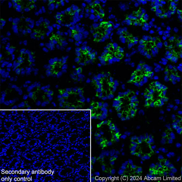 Immunohistochemistry (Frozen sections) - Anti-MUC2 antibody [RM1281] (AB322964), expandable thumbnail