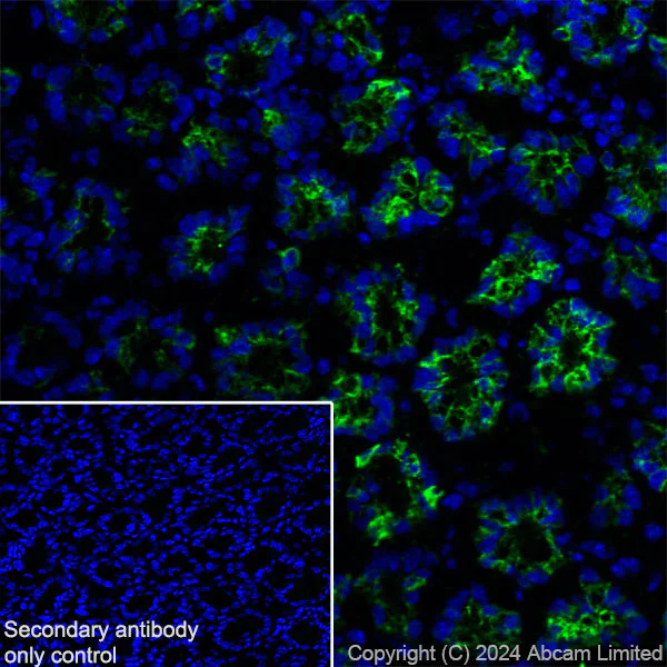 Immunohistochemistry (Frozen sections) - Anti-MUC2 antibody [RM1281] (AB322964)