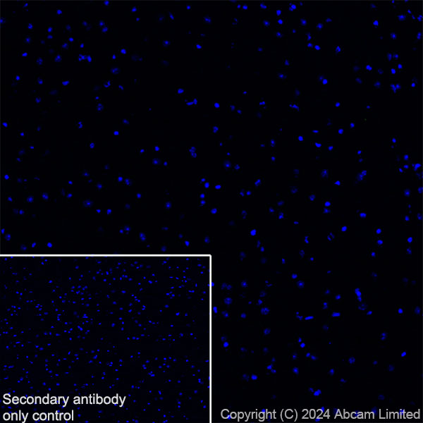 Immunohistochemistry (Frozen sections) - Anti-MUC2 antibody [RM1281] (AB322964), expandable thumbnail
