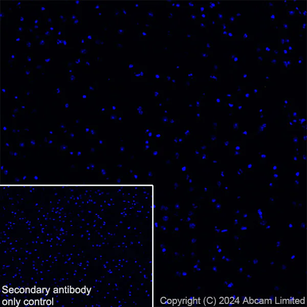 Immunohistochemistry (Frozen sections) - Anti-MUC2 antibody [RM1281] (AB322964)
