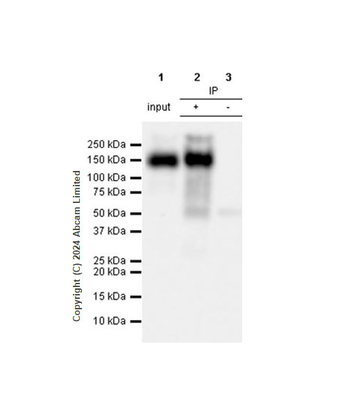 Immunoprecipitation - Anti-MUC2 antibody [RM1281] (ab322964), expandable thumbnail