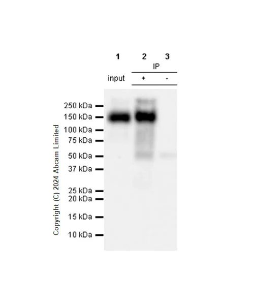 Immunoprecipitation - Anti-MUC2 antibody [RM1281] (AB322964)