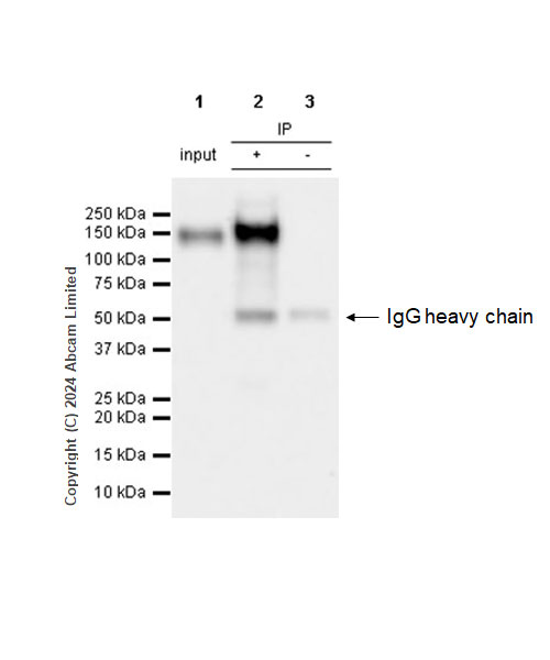 Immunoprecipitation - Anti-MUC2 antibody [RM1281] (ab322964), expandable thumbnail