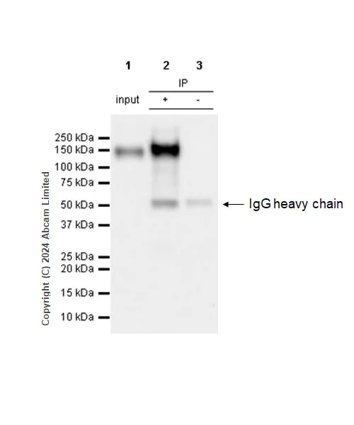 Immunoprecipitation - Anti-MUC2 antibody [RM1281] (AB322964)