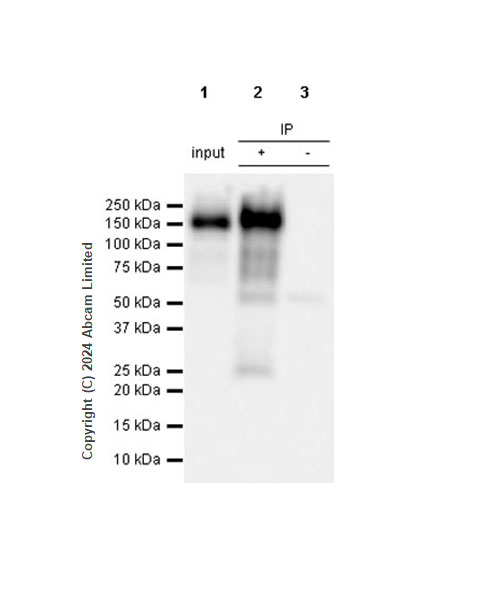 Immunoprecipitation - Anti-MUC2 antibody [RM1281] (ab322964), expandable thumbnail