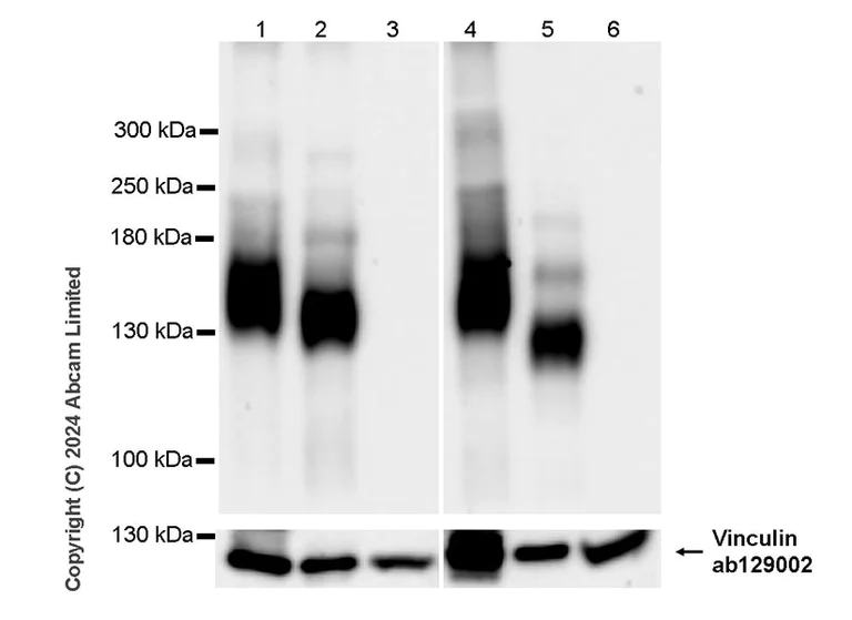 Western blot - Anti-MUC2 antibody [RM1281] (AB322964)