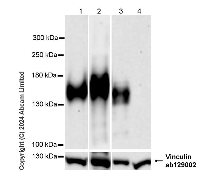Western blot - Anti-MUC2 antibody [RM1281] (ab322964), expandable thumbnail