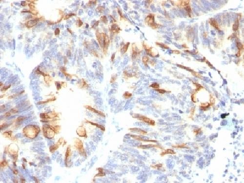 Immunohistochemistry (Formalin/PFA-fixed paraffin-embedded sections) - Anti-MUC2 antibody [SPM513] - BSA and Azide free (AB212634)