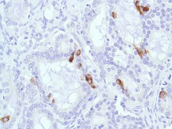 Immunohistochemistry (Formalin/PFA-fixed paraffin-embedded sections) - Anti-MUC2 antibody [SPM513], prediluted (AB52130)