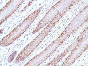 Immunohistochemistry (Formalin/PFA-fixed paraffin-embedded sections) - Anti-MUC2 antibody [SPM513], prediluted (AB52130), expandable thumbnail