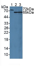 Western blot - Anti-MUC20 antibody (AB231659), expandable thumbnail