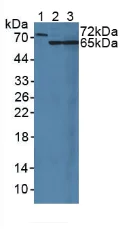 Western blot - Anti-MUC20 antibody (AB231659)