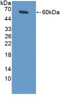 Western blot - Anti-MUC20 antibody (AB231659)